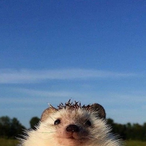 downy-brown-boy's Avatar'