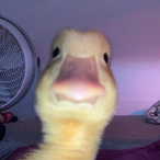 Herr_Lemming's Avatar'