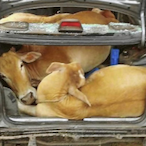 DeadCows.'s Avatar'
