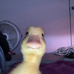 Jay-Jiggly's Avatar'