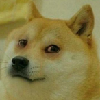 YungDoge_'s Avatar'