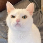 Chloe_Ei.Ei's Avatar'