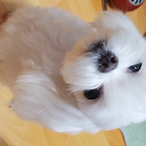 Dog_X3's Avatar'