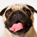 Puggerson's Avatar'