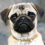 HypnoPug's Avatar'