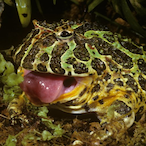 epic_frogger's Avatar'