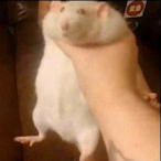Awesome_Gamer69's Avatar'