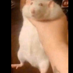 BigHeckinCheese's Avatar'