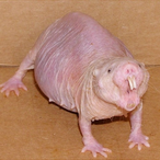 KingZephyrus's Avatar'