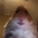 tarviscoot's Avatar'