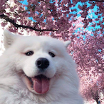 asahidake's Avatar'