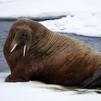 Octo_Walrus's Avatar'