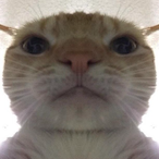 jolinaistcool's Avatar'