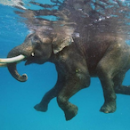 Seeelefant.NR.1's Avatar'