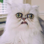 LeeTansTaif's Avatar'