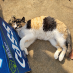 BBC_BackMax's Avatar'