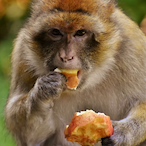 Monkey_eatfruit's Avatar'