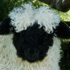 Fuzz_Monster's Avatar'