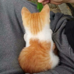 kremidih67's Avatar'