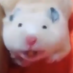 Knieperd's Avatar'