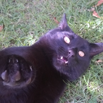 theoffsprin1992's Avatar