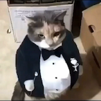 MaxVerstappen--'s Avatar'