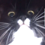 darkmorice's Avatar'