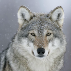 JitterBug368's Avatar'