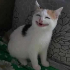 FeiBowo's Avatar'