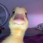 PMousee's Avatar'