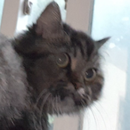 CAT_Bangal's Avatar'