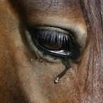 Sir-Cries-A-Lot's Avatar'
