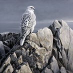White_Falcon's Avatar'