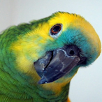 PapagaioShow's Avatar'