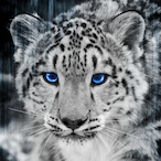 franjan55's Avatar'