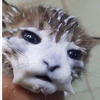 SwetKitten.rawr's Avatar'