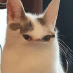 Cat.FE's Avatar'