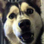 Nakhalikhit's Avatar'