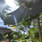 Thebajamut1212's Avatar