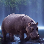 Hippo0o0o0's Avatar