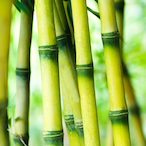 Sceptikally's Avatar'