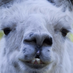 Llama164's Avatar'