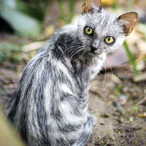 Lykoi.'s Avatar'