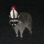 Death_Racoon's Avatar'