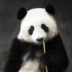 SuRaYdaUr5122's Avatar'