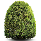 GodlyBush's Avatar'