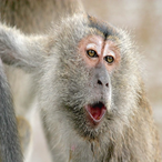 rollr baiter's Avatar'