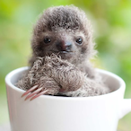 seductivesloth_'s Avatar'