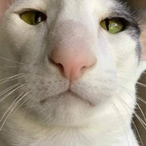 cetasas's Avatar'
