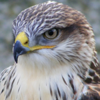 falcon6921's Avatar'